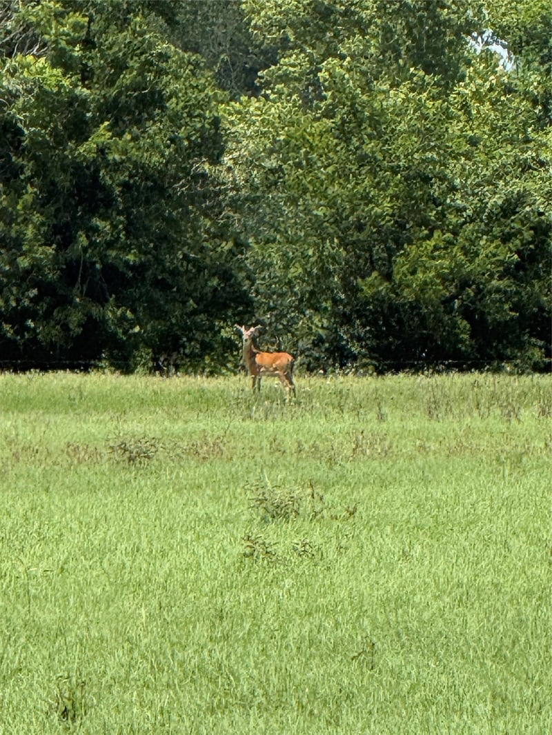 314 Fm 2571, Smithville, TX 78957