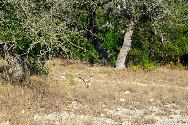 101 Mystic Overlook DR, Dripping Springs, TX 78620