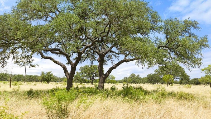 Golden Meadow, Johnson City, TX 78636