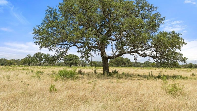 Golden Meadow, Johnson City, TX 78636