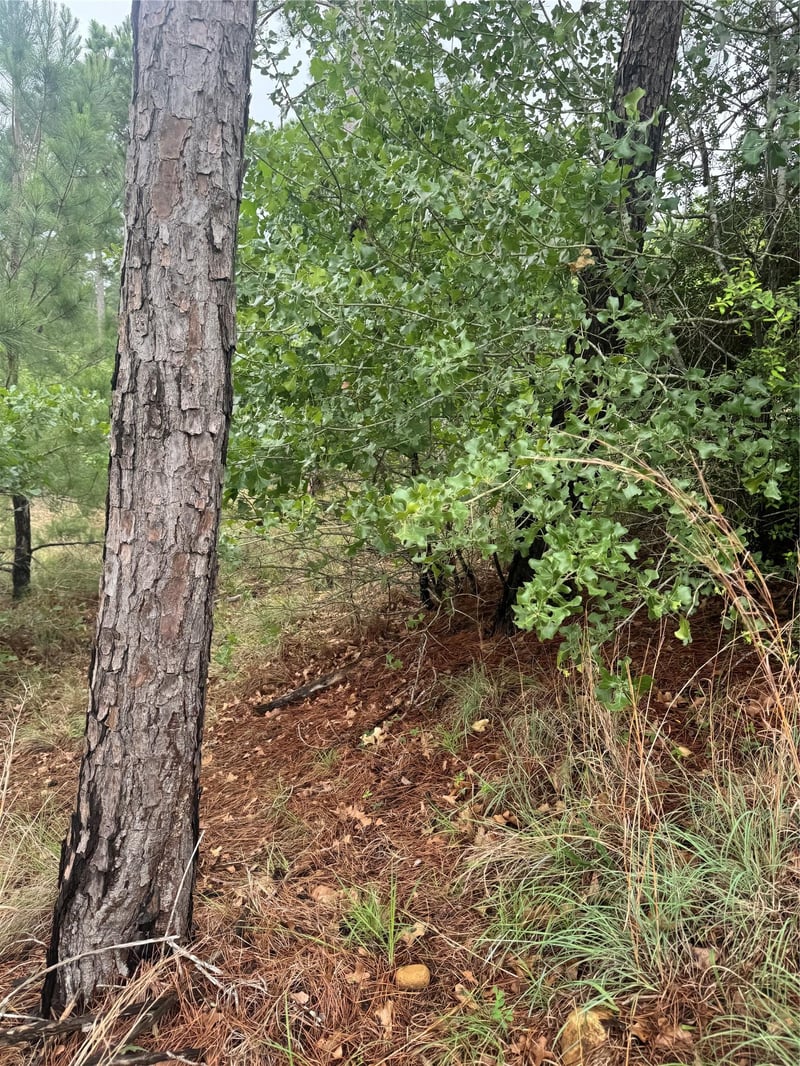 Kaanapali LN, Bastrop, TX 78602