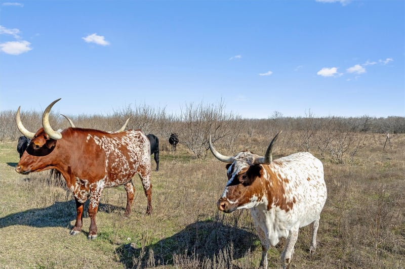 Rolling Ridge RD, Lockhart, TX 78644