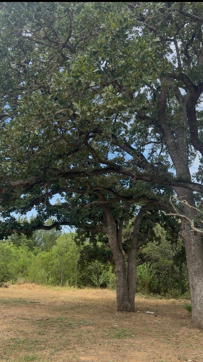 176 Whispering Pines DR, Bastrop, TX 78602