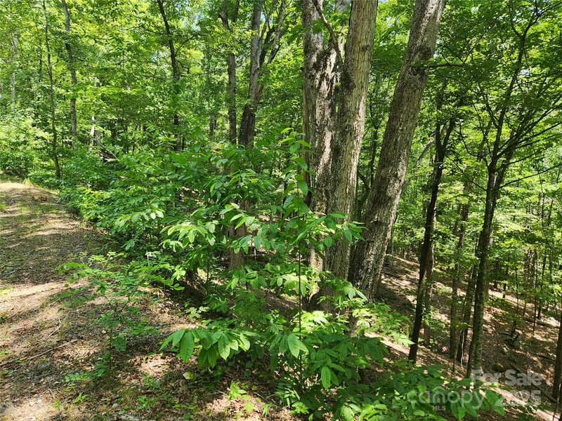 Walnut Ln, Lake Lure, NC 28746