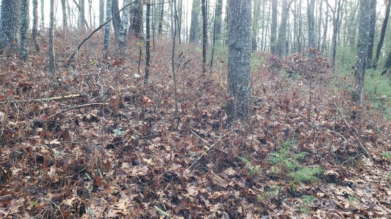 TBD Cedar Ln, Brevard, NC 28712