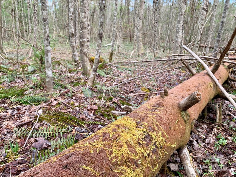 Lot 64 Peppervine Cir, Rosman, NC 28772