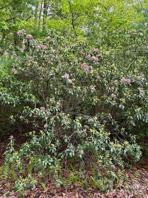 FR 16 Opossum Pa #FR 16, Brevard, NC 28712