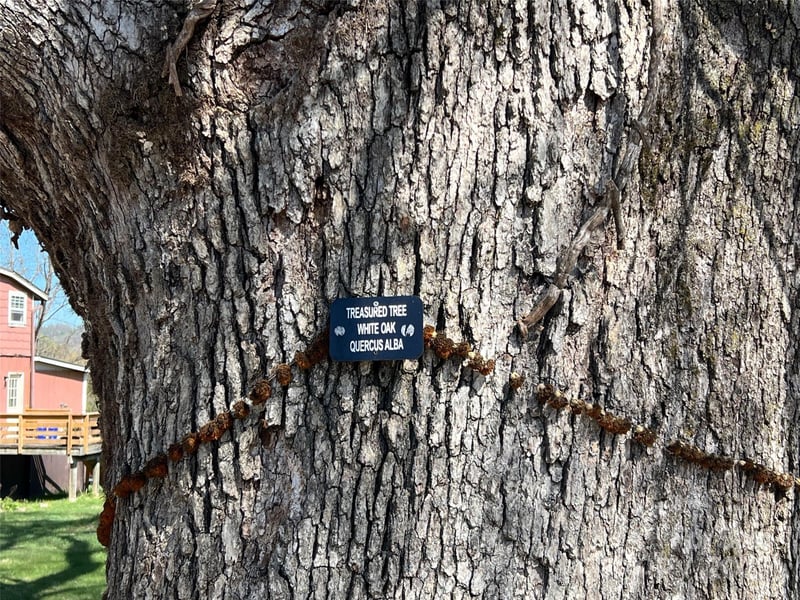 31 Westwood Pl, Asheville, NC 28806