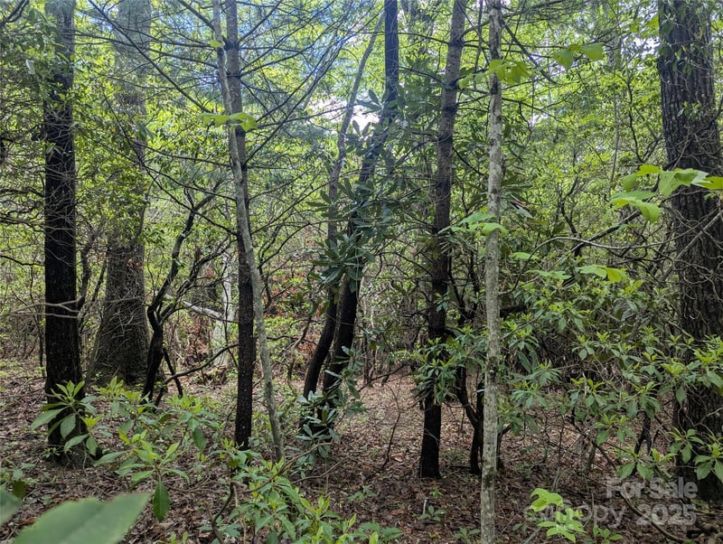 99999 Prospectors Trl, Black Mountain, NC 28711