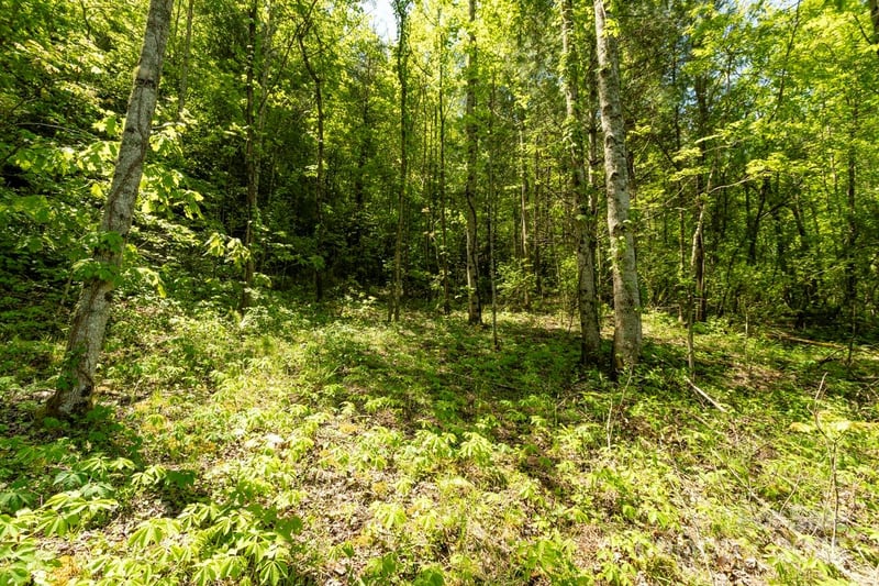 Off of Locust Creek Rd, Sylva, NC 28779