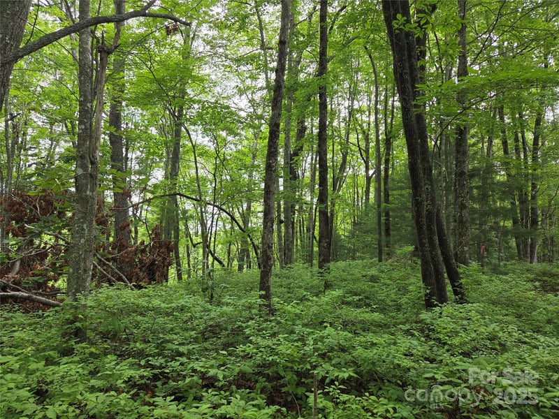 TBD Cedar Ln, Brevard, NC 28712