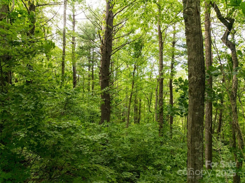 9999 White Oak Gap Rd, Asheville, NC 28803