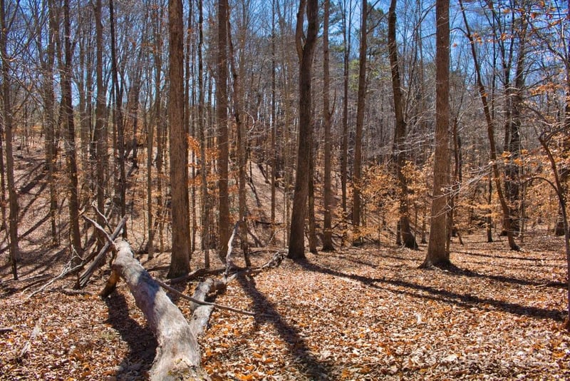 Cinnamon Rg #404, Rutherfordton, NC 28139