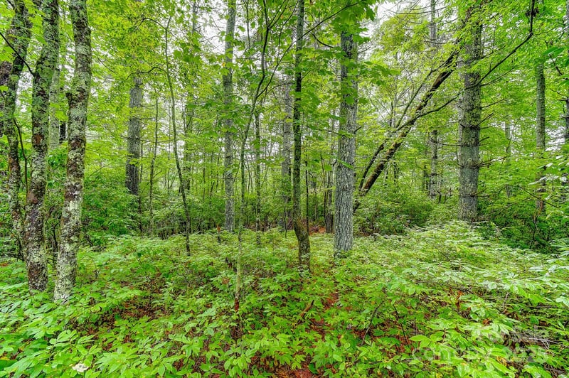 99999 Thunder Rd, Brevard, NC 28712