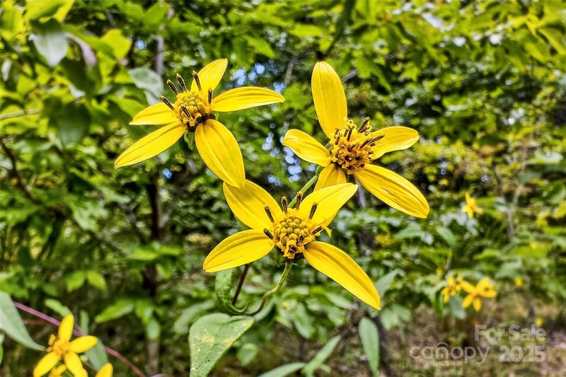 1696 Catawba Falls Pw #190, Black Mountain, NC 28711