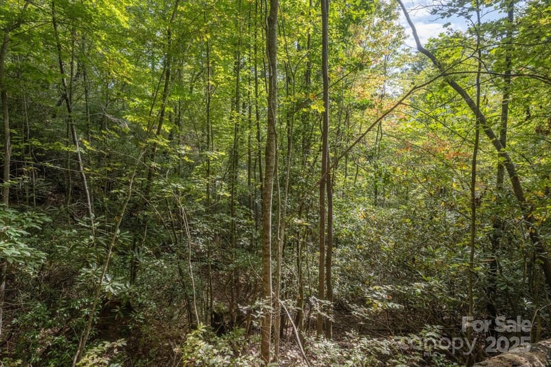 TBD Pine Mountain Trl #M79, Brevard, NC 28712