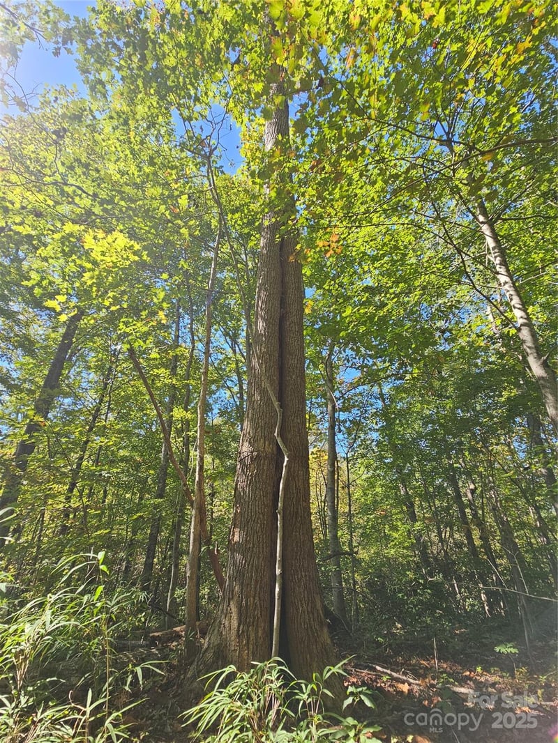 TBD Lackey Town Rd, Old Fort, NC 28762