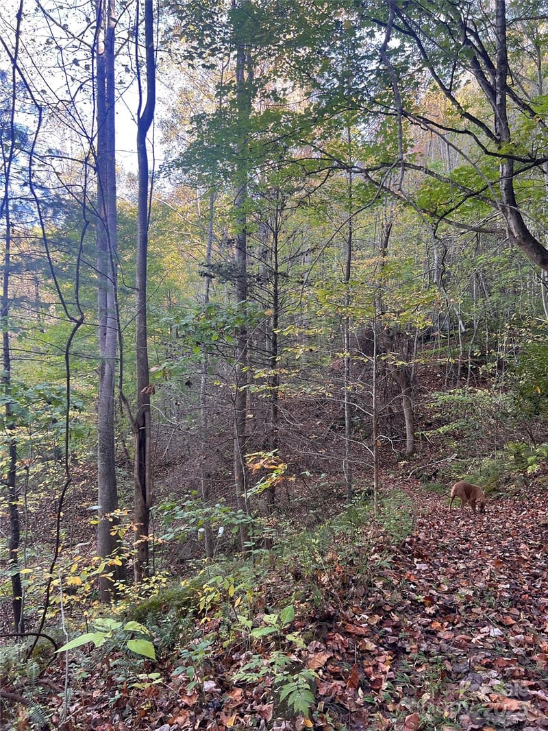 9999 Fox Town Rd, Hot Springs, NC 28743