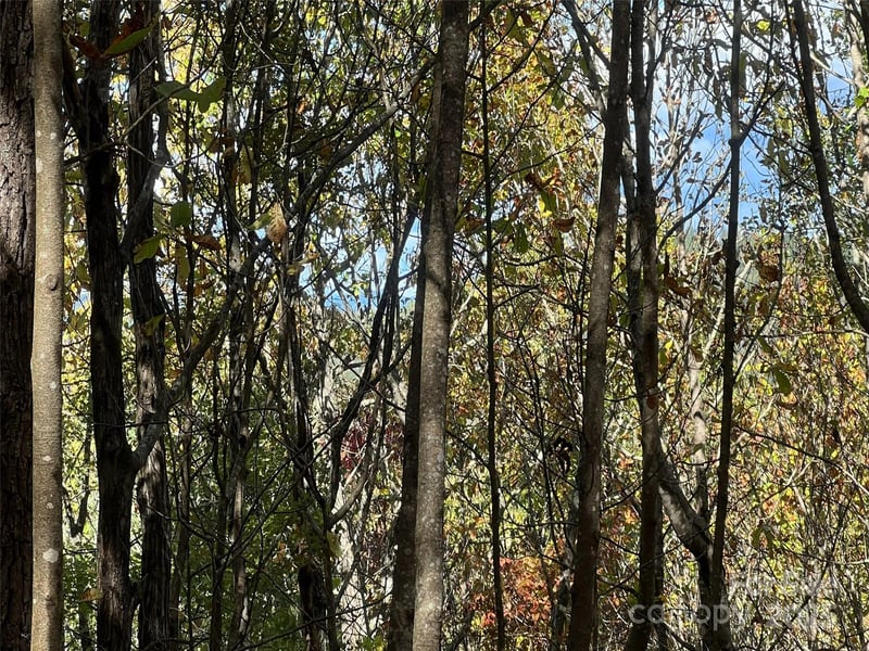 Wild Magnolia Way #46, Zirconia, NC 28790