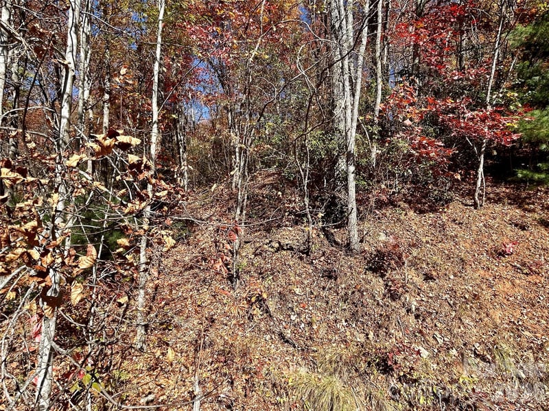 Grizzly Rg #57, Bryson City, NC 28713