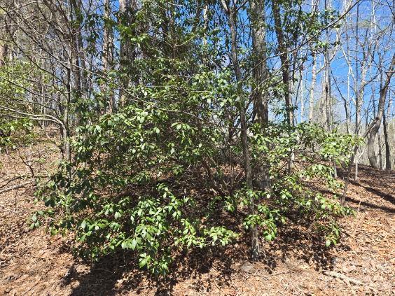 284 Oriole Dr, Lake Lure, NC 28746