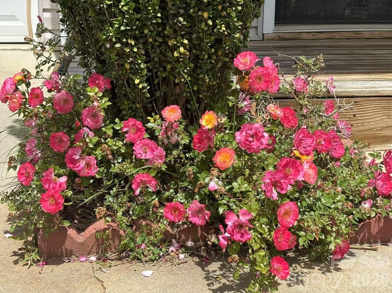 149 Alpine Ridge Dr, Asheville, NC 28803