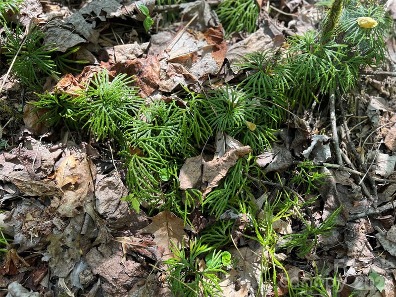 Buckeye Creek Rd #34, Beech Mountain, NC 28622