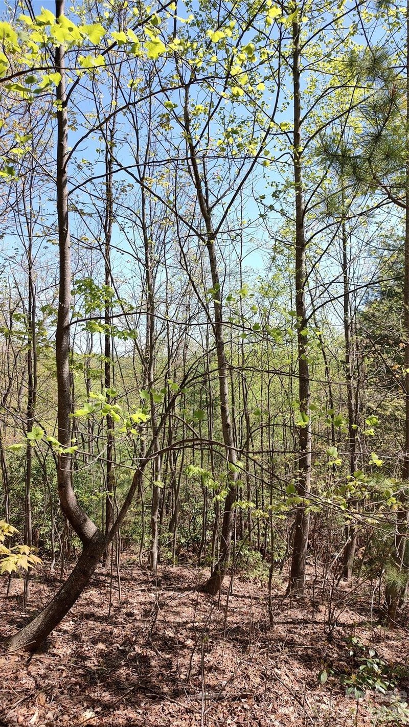 Staghorn Rd, Purlear, NC 28665