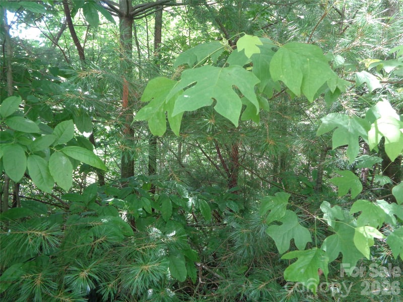Lot 6 Peaks Creek Trl, Maggie Valley, NC 28751