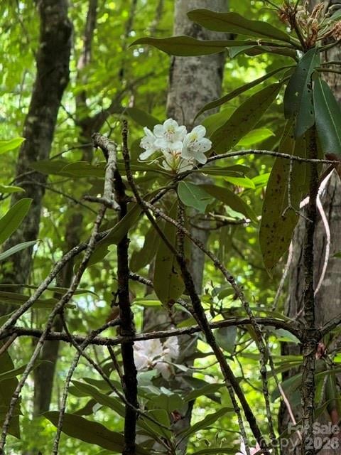 99999 Nc 9 Hw, Black Mountain, NC 28711