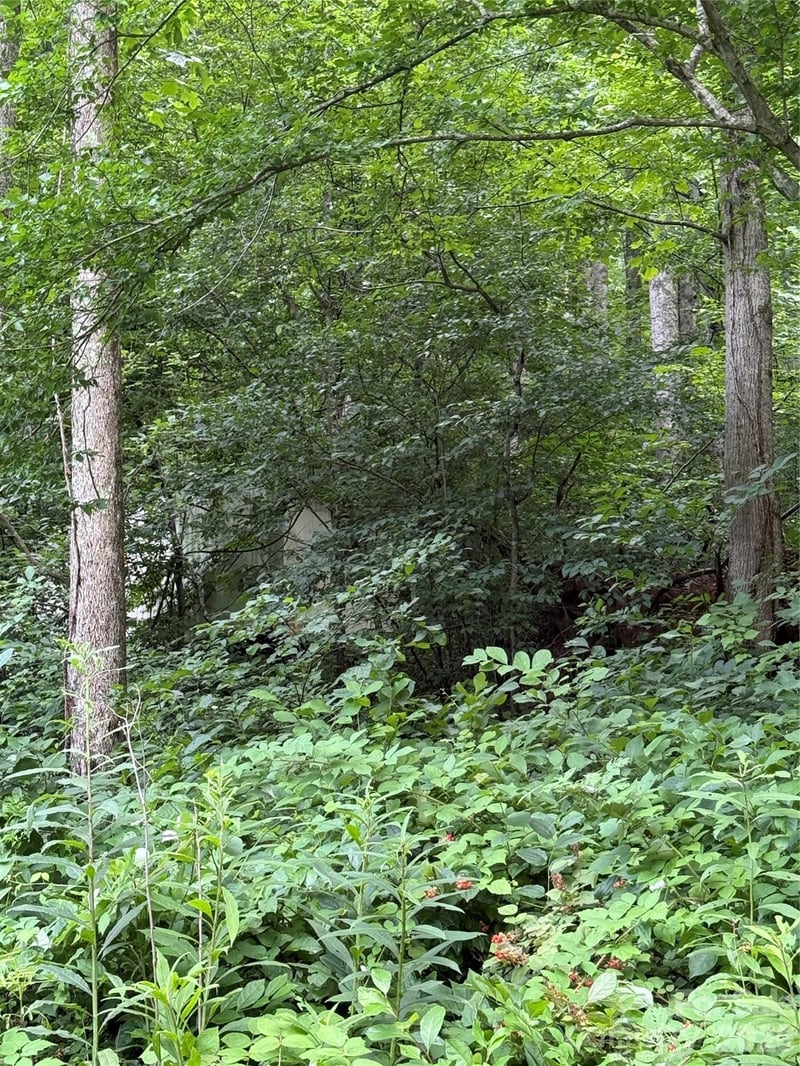 99999 Paint Fork Rd, Barnardsville, NC 28709