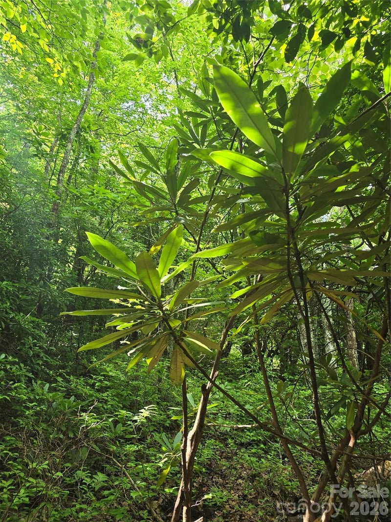 0000 Nancy Mountain Rd, Rosman, NC 28772