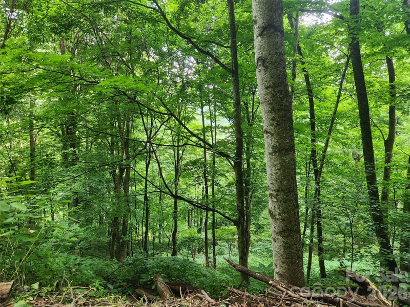 0000 Jacks Knob Rd, Weaverville, NC 28787