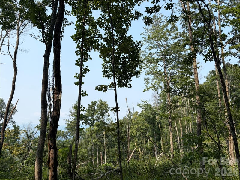 000 Catbrier Ln, Burnsville, NC 28714