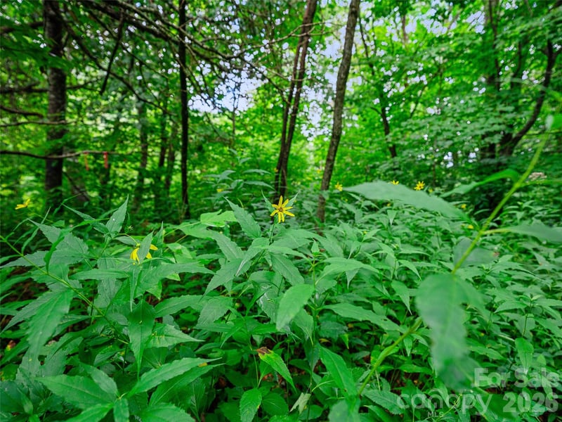 Ogle Meadows Rd #81, Burnsville, NC 28714