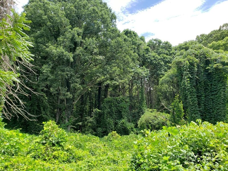 548 Caribou Rd, Asheville, NC 28803