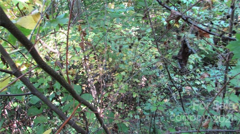 E- 19 Red Wolf Run None, Mars Hill, NC 28754