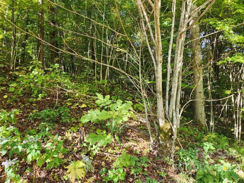 00 Staymon Rd #229, Waynesville, NC 28786