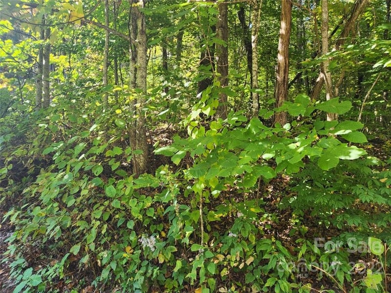 00 Staymon Rd #229, Waynesville, NC 28786