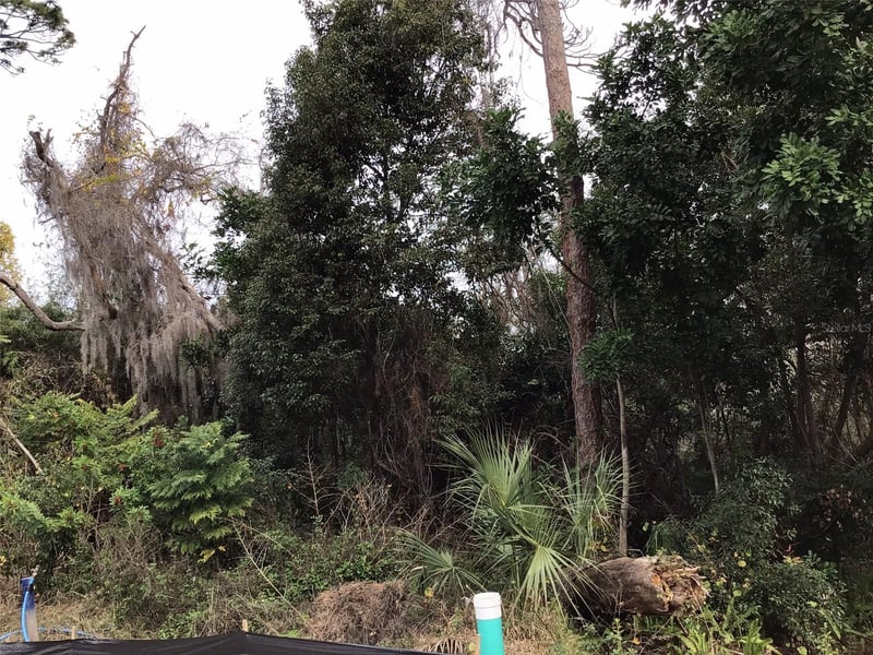 1305 Almaria Ct, Palm Harbor, FL 34683