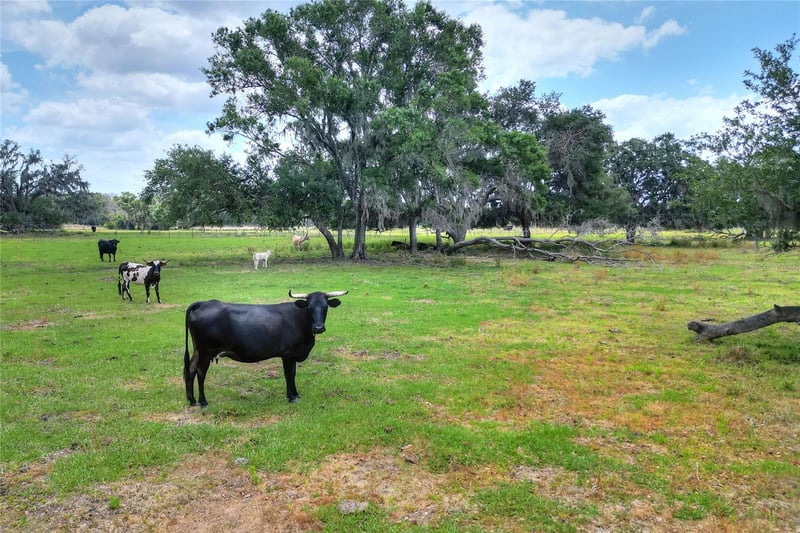 Cr 39 , Lithia, FL 33547