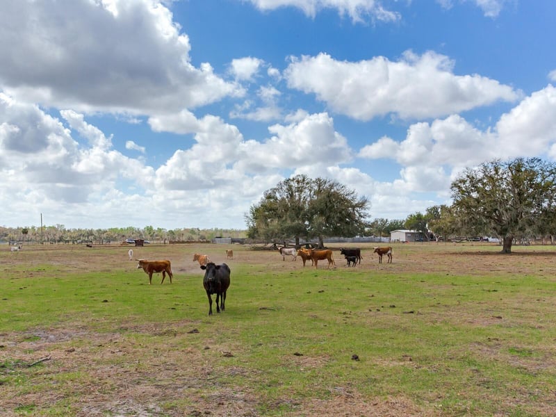 Cr 39 , Lithia, FL 33547