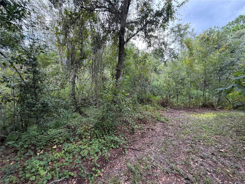19201 Dove Rd, Land O Lakes, FL 34638