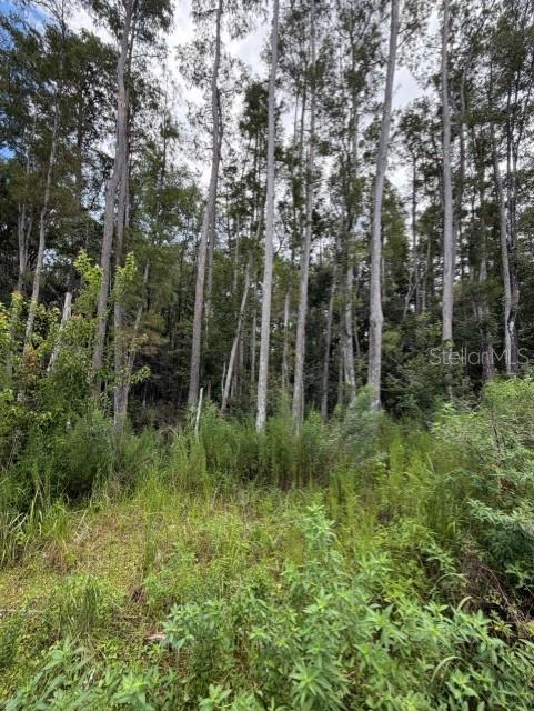 Wesley Chapel Blvd, Lutz, FL 33559