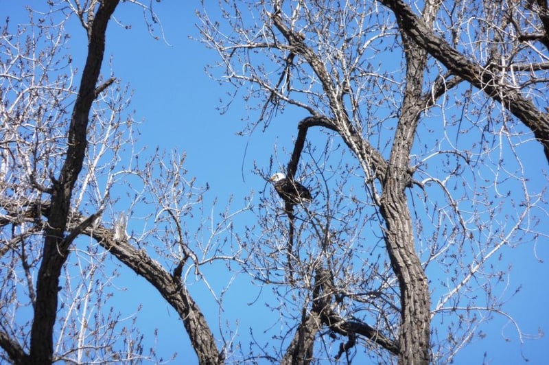 S2299 Cr 00, Buffalo City, WI 54622
