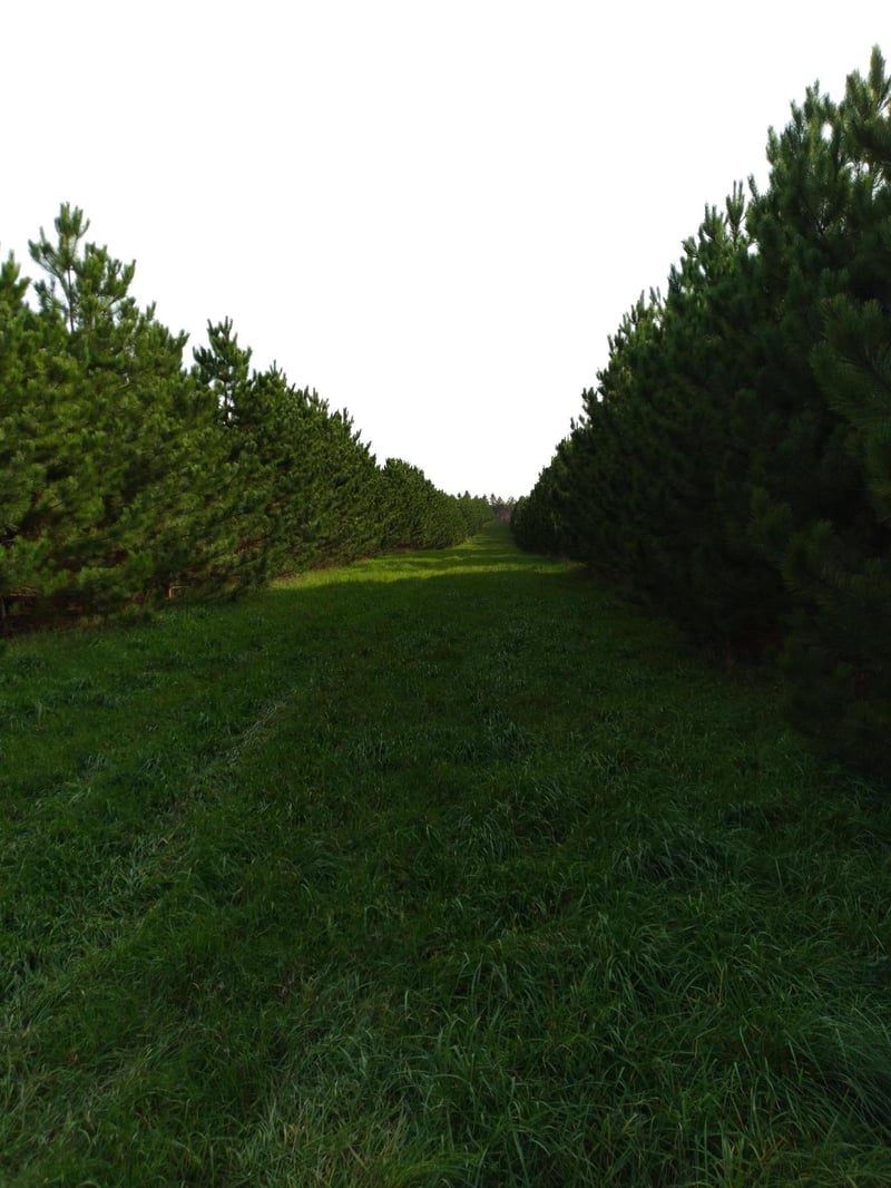 XXXX Badger Creek Rd, Flensburg, MN 56328