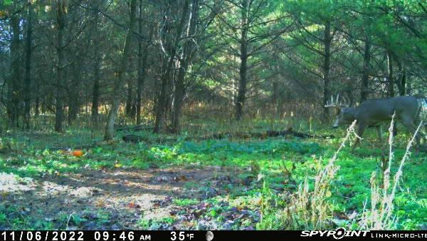 120 Acres 640th Ave, Knapp, WI 54749