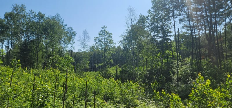 xxx Larsen Rd, Hayward, WI 54843