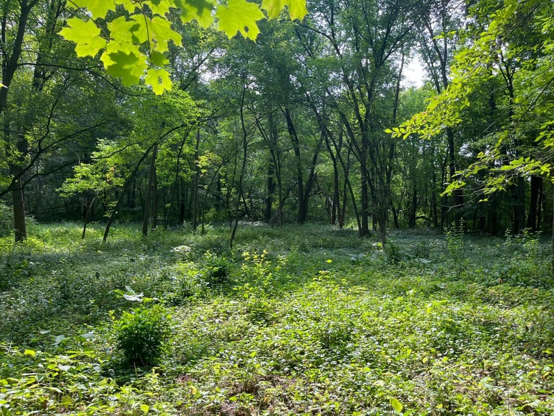 1505 Tanglewood Rd, Orono, MN 55356