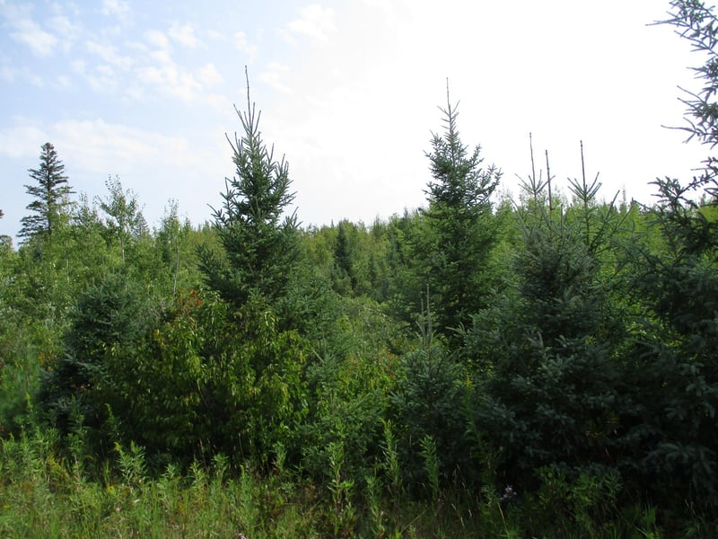 7295 S Nindorf Rd, Foxboro, WI 54836